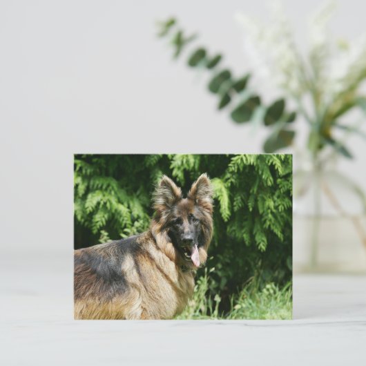 Brown Long Haired German Shepherd 1 Postkarte (Stehend Vorderseite)