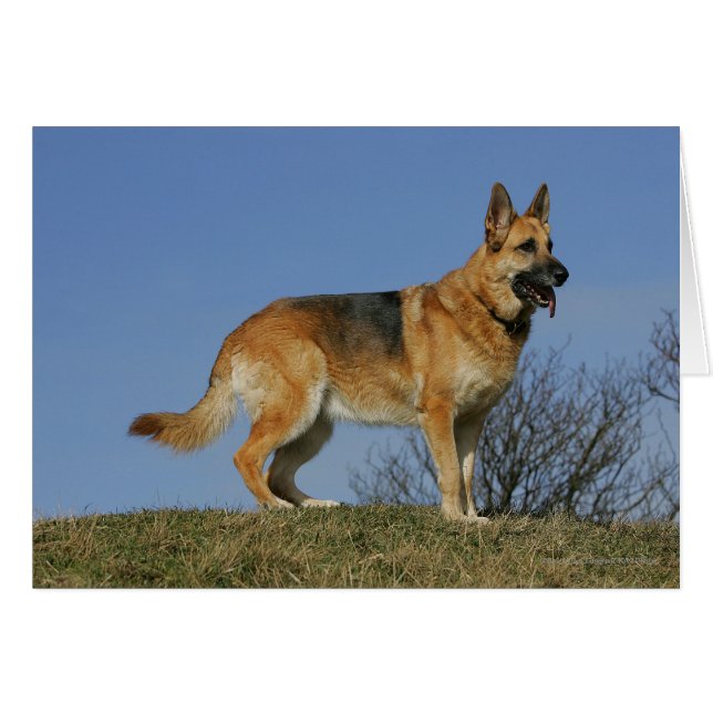Brown Long Haired German Shepherd 2 (Vorderseite (Horizontal))
