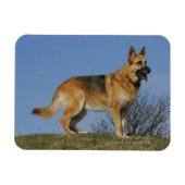 Brown Long Haired German Shepherd 2 Magnet (Horizontal)
