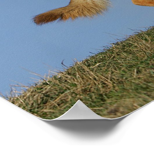 Brown Long Haired German Shepherd 2 Poster (Ecke)