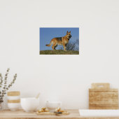 Brown Long Haired German Shepherd 2 Poster (Küche)