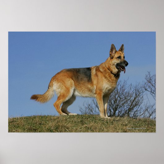 Brown Long Haired German Shepherd 2 Poster (Vorne)