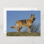 Brown Long Haired German Shepherd 2 Postkarte (Vorne/Hinten)
