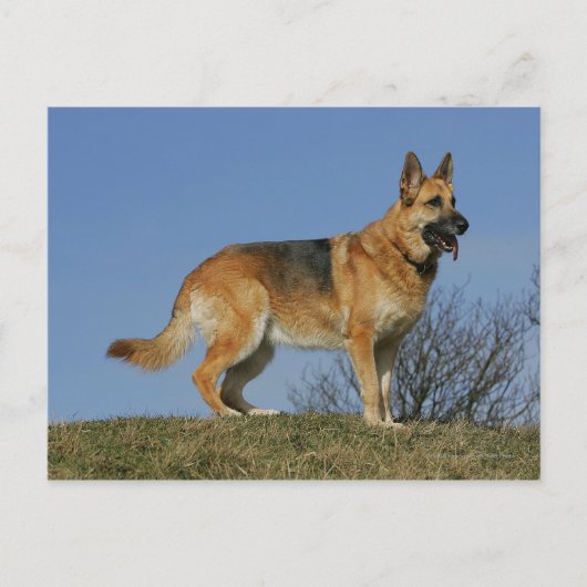 Brown Long Haired German Shepherd 2 Postkarte (Vorderseite)