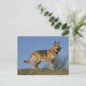 Brown Long Haired German Shepherd 2 Postkarte (Stehend Vorderseite)