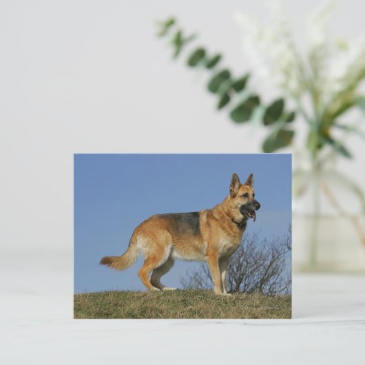 Brown Long Haired German Shepherd 2 Postkarte (Stehend Vorderseite)