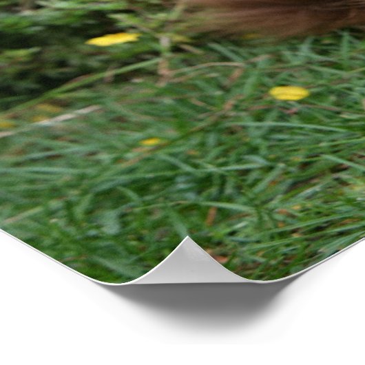 Brown Long-haired Miniature Dachshund Poster (Ecke)