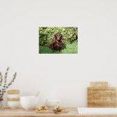 Brown Long-haired Miniature Dachshund Poster (Küche)