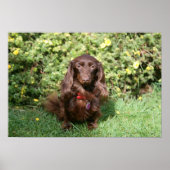 Brown Long-haired Miniature Dachshund Poster (Vorne)