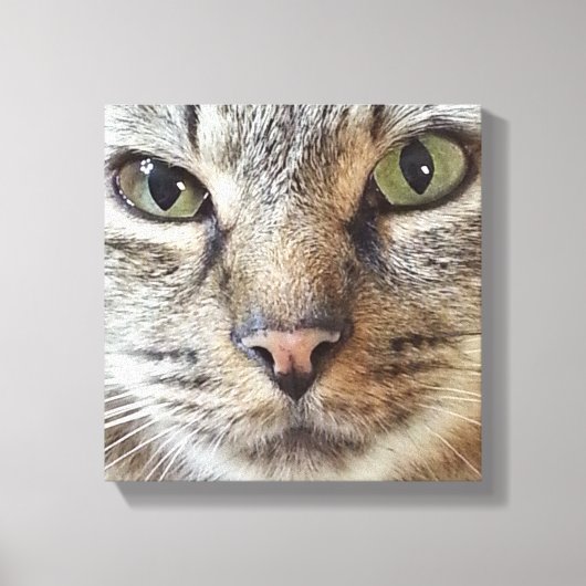 Brown Longhair Tabby Cat Leinwanddruck (Vorderseite)