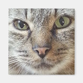 Brown Longhair Tabby Cat Magnet (Vorne)