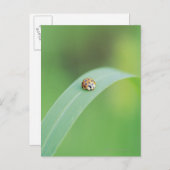 Brown-Marienkäfer Postkarte (Vorne/Hinten)