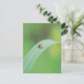 Brown-Marienkäfer Postkarte (Stehend Vorderseite)