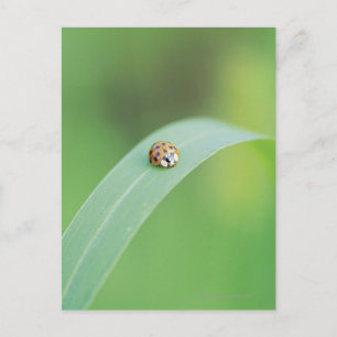Brown-Marienkäfer Postkarte