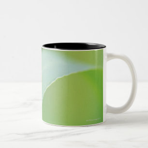 Brown-Marienkäfer Zweifarbige Tasse