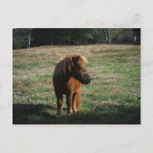 Brown Miniature Horses Postkarte