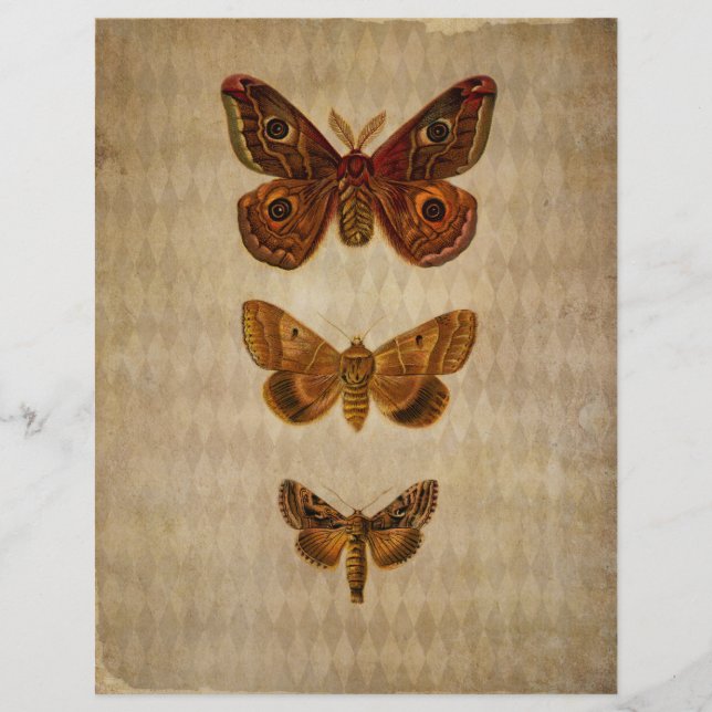 Brown Moths Vintag Scrapbook Paper (Vorderseite)
