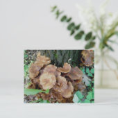 Brown Mushroom Colony Postcard Postkarte (Stehend Vorderseite)