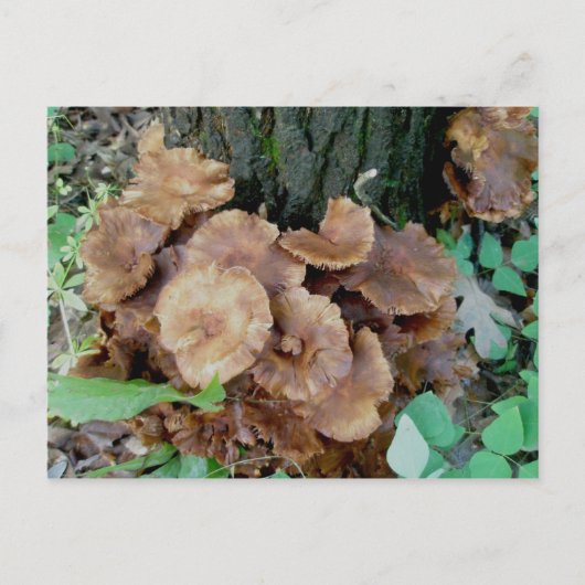 Brown Mushroom Colony Postcard Postkarte (Vorderseite)