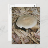 Brown Mushroom Postcard Postkarte (Vorne/Hinten)