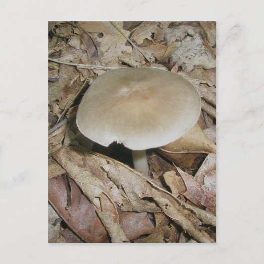 Brown Mushroom Postcard Postkarte (Vorderseite)