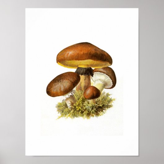 Brown Mushroom Print Poster (Vorne)