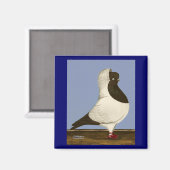 Brown Nun Pigeon Magnet (Vorderseite/Rückseite)