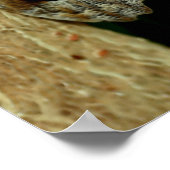 Brown Owl Butterfly Nature Art Poster (Ecke)