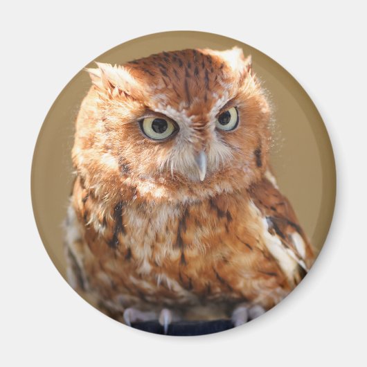 Brown Owl Magnet (Vorne)