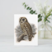 Brown Owl Postkarte (Stehend Vorderseite)