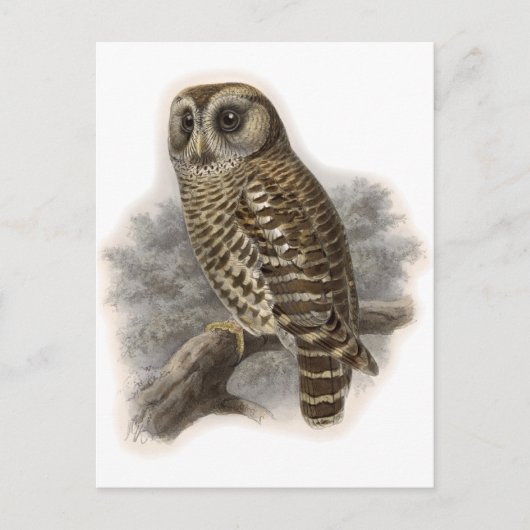Brown Owl Postkarte (Vorderseite)