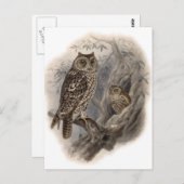 Brown Owl Postkarte (Vorne/Hinten)