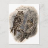 Brown Owl Postkarte (Vorderseite)