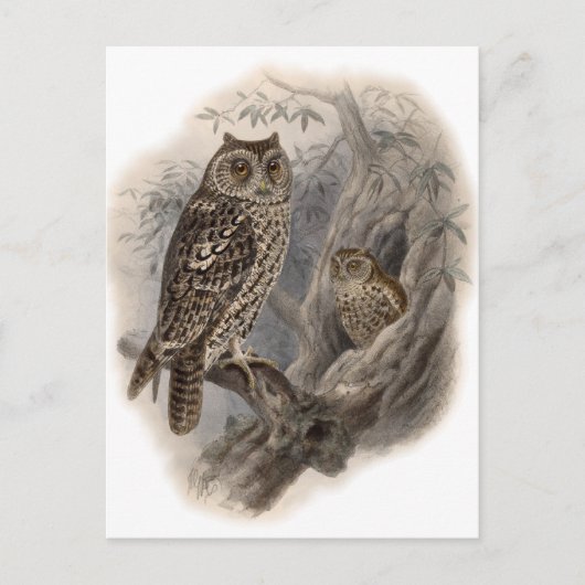 Brown Owl Postkarte (Vorderseite)