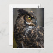 Brown Owl Postkarte (Vorne/Hinten)