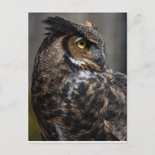 Brown Owl Postkarte (Vorderseite)