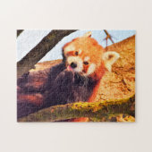 Brown Panda Bears. Puzzle (Horizontal)