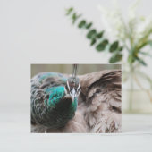 Brown Peacock Postcard Postkarte (Stehend Vorderseite)