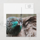 Brown Peacock Postcard Postkarte (Vorne/Hinten)
