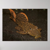 Brown Peckoltia Compta Poster (Vorne)