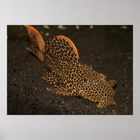 Brown Peckoltia Compta Poster (Vorne)