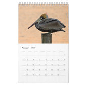 Brown Pelican 2025 Kalender (Feb 2025)