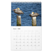 Brown Pelican 2025 Kalender (Mär 2025)