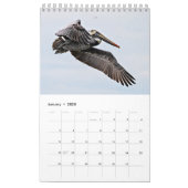 Brown Pelican 2025 Kalender (Jan 2025)