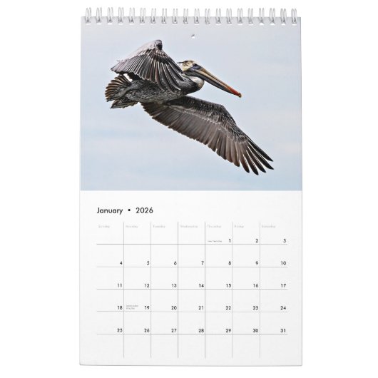 Brown Pelican 2025 Kalender (Jan 2026)