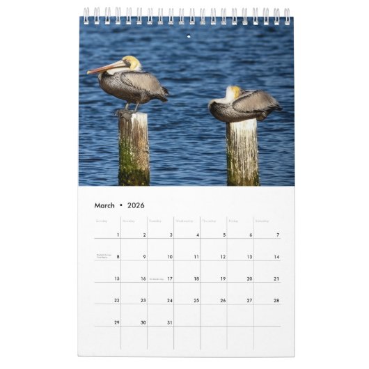 Brown Pelican 2025 Kalender (Mär 2026)
