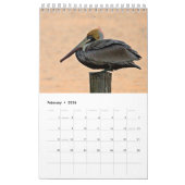 Brown Pelican 2025 Kalender (Feb 2026)