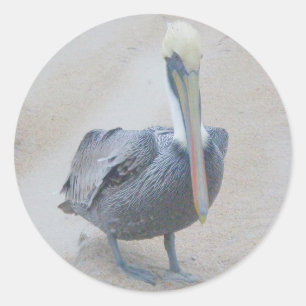Brown Pelican #2 Stickers