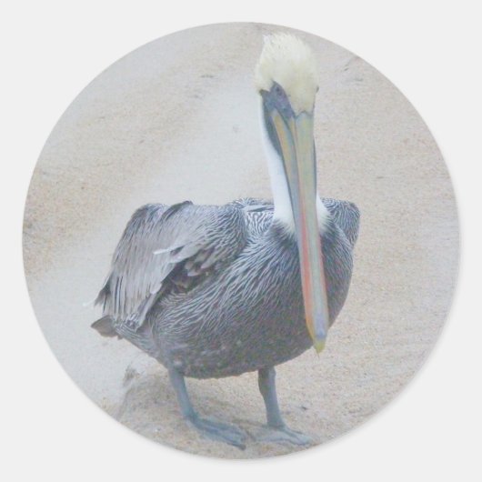 Brown Pelican #2 Stickers (Vorderseite)