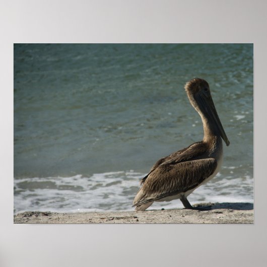 Brown Pelican auf dem Beach Foto Poster (Vorne)